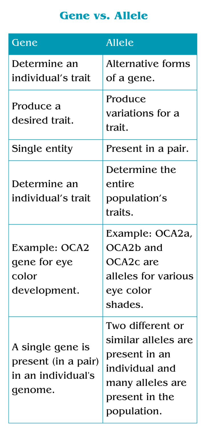 Gene vs allele key genetic concepts simplified