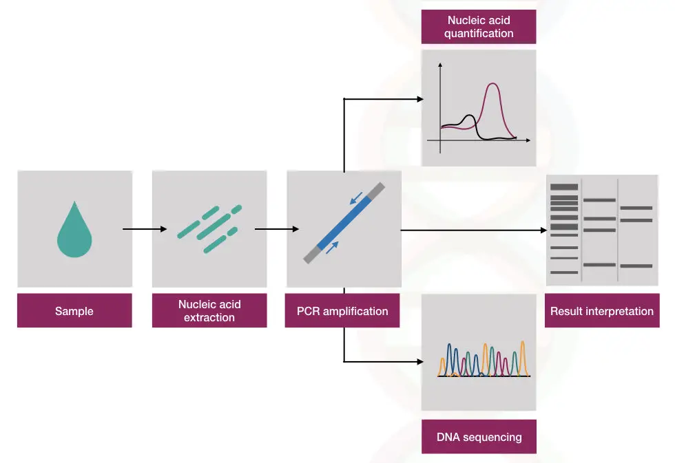 The process of DNA testing