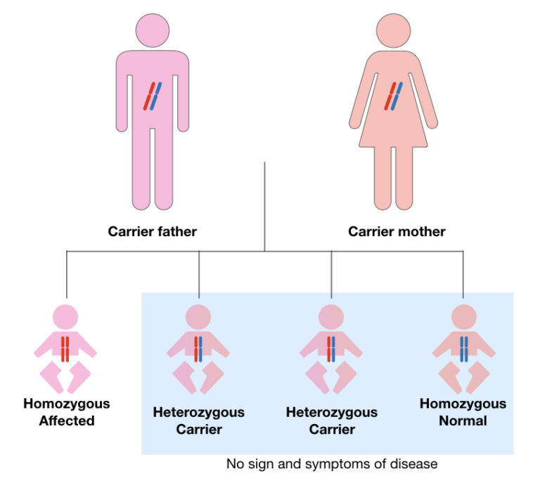 how-is-cystic-fibrosis-inherited