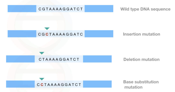 What Is A Point Mutation?