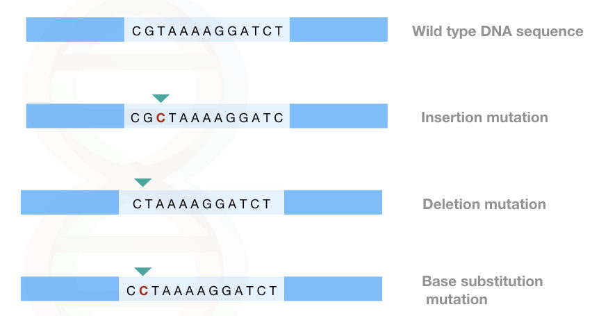 The example of point mutation: addition/ deletion and base substitution point mutation.