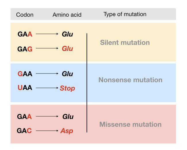 Mutations Definition, Types, Causes and Examples