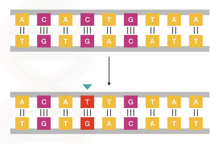 The simple example of point mutation.