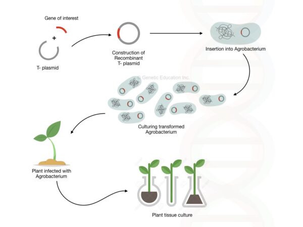 Genetically Modified Organisms (GMO)- Definition, Process and Examples ...