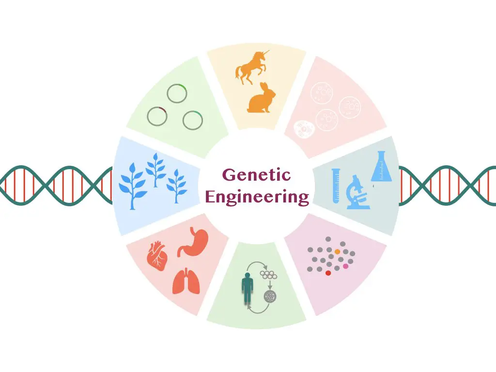 Diagram Of Stages Of Genetic Engineering