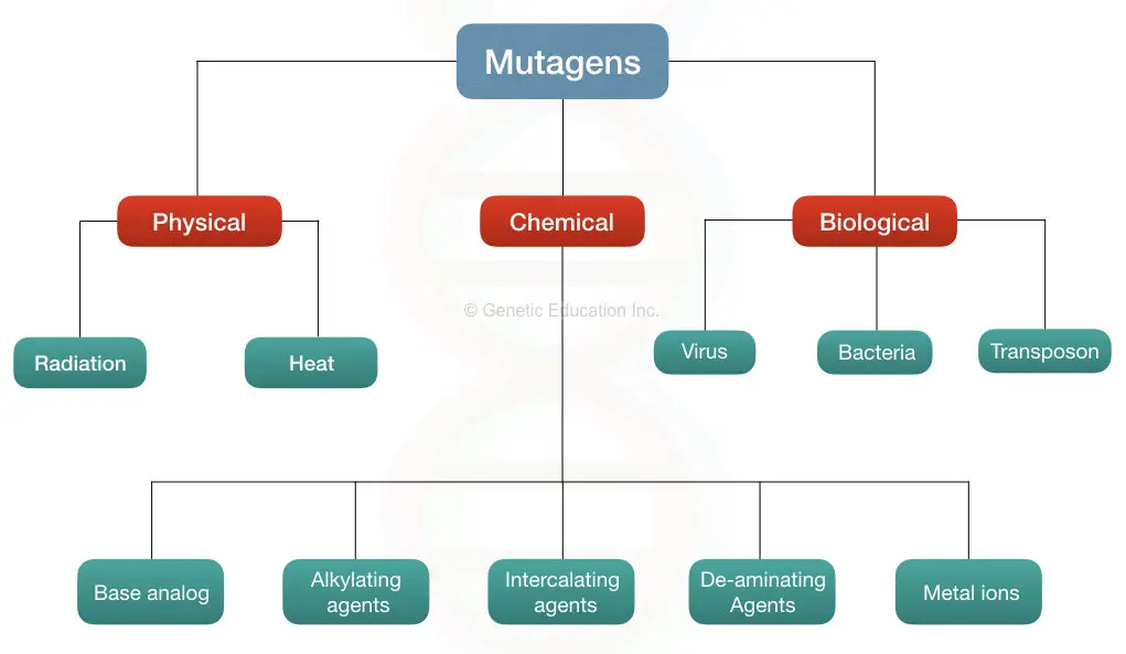 Classification of mutagens: physical, chemical and biological agents.