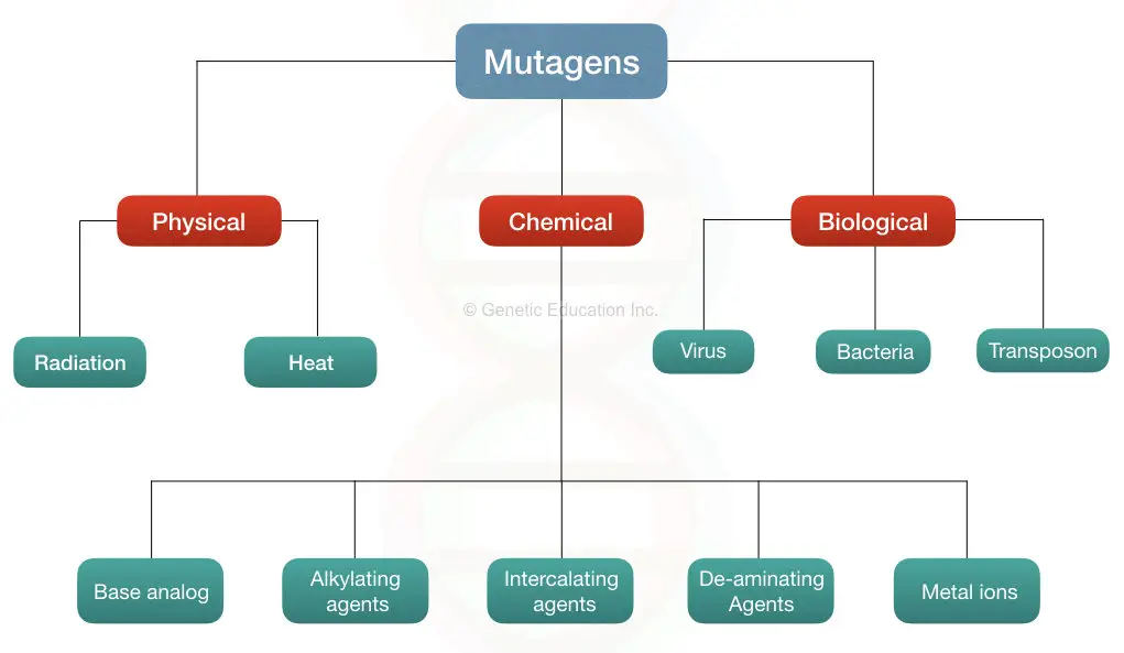 Mutagen: Definition, Types And Effect