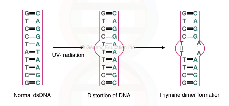 Graphical illustration of the effect of UV- radiation on DNA.