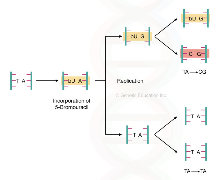 Graphical illustration of the effect of base analog- bromouracil on DNA. The conversation of AT base pair to the CG base pair.