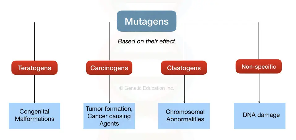 The classification of mutagens bases on their effects.