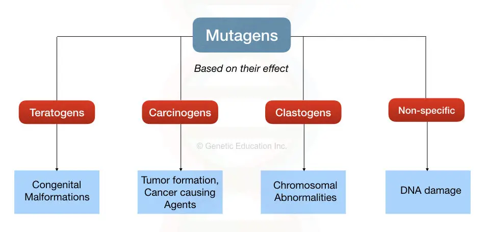 Mutagen Definition Types And Effect