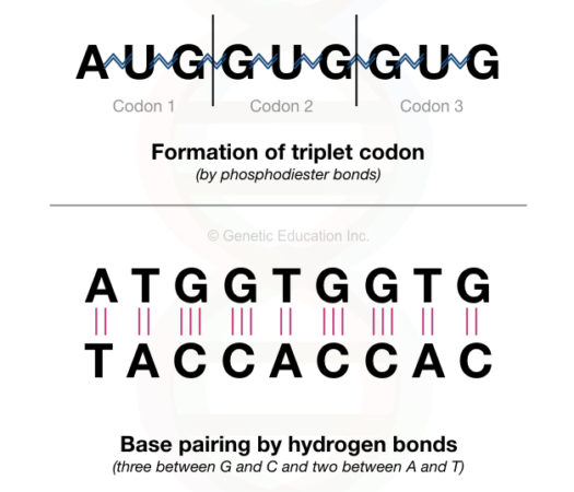 Nucleic Acid- Monomer, Dimer And Polymer