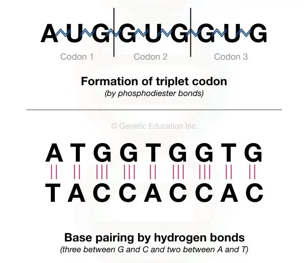 The pictorial illustration of the phosphodiester bonds between the nucleotides of RNA and hydrogen bonds between the two strands of DNA.