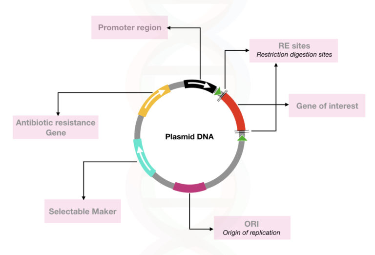 Plasmid Dna Structure Function Isolation And Applications