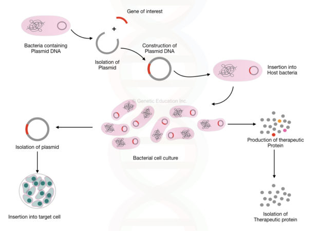 Plasmid DNA- Structure, Function, Isolation And Applications