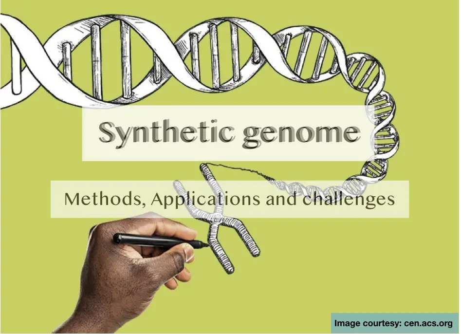 Synthetic Genome- Methods, Applications And Challenges