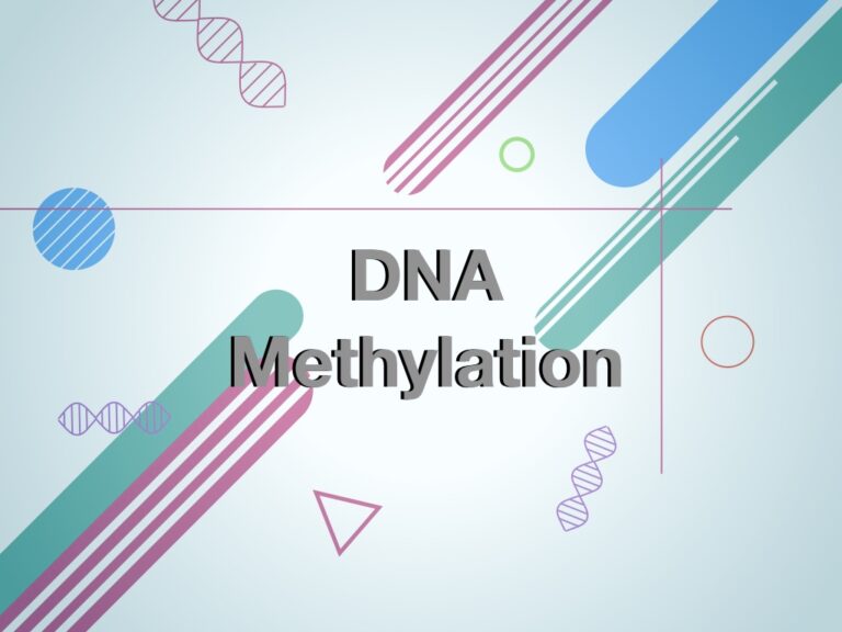 what-is-dna-methylation