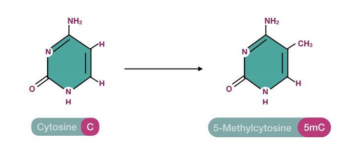 Conversion of cytosine to 5-methylcytosine using bisulfite treatment.
