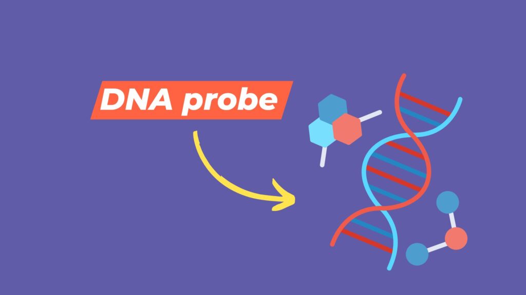 DNA probe: Labeling, Types, Applications and Limitations.