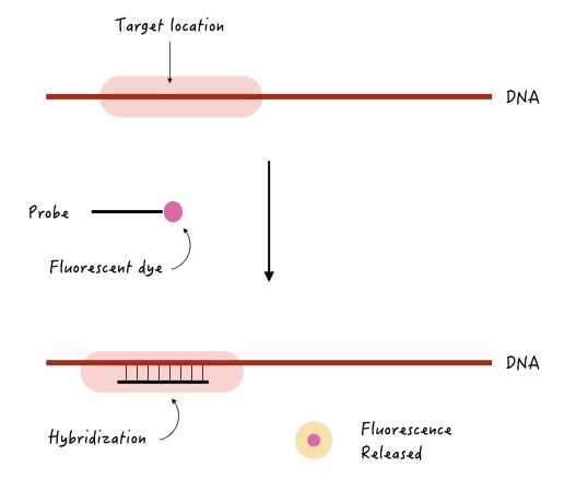 A scheme of probe DNA hybridization. 