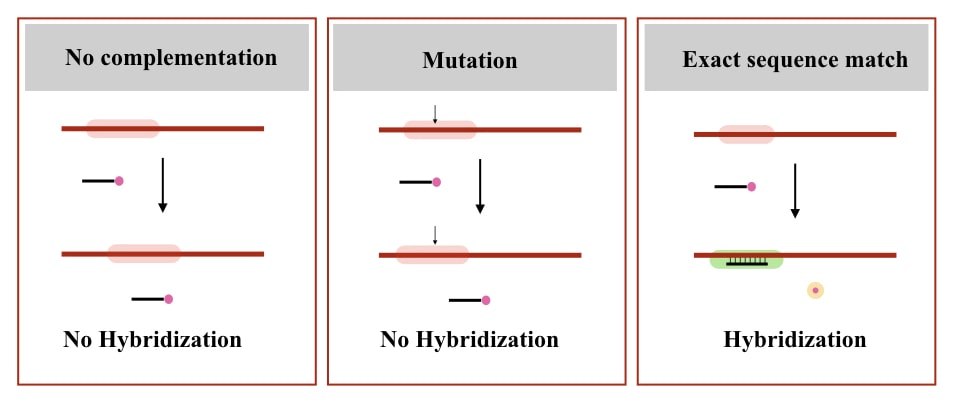 Three different conditions for DNA probe hybridization.