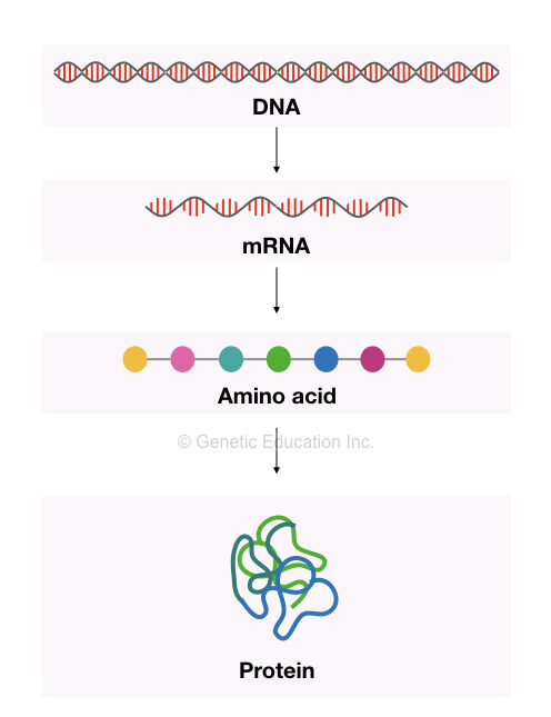 Illustration of transcription and translation.