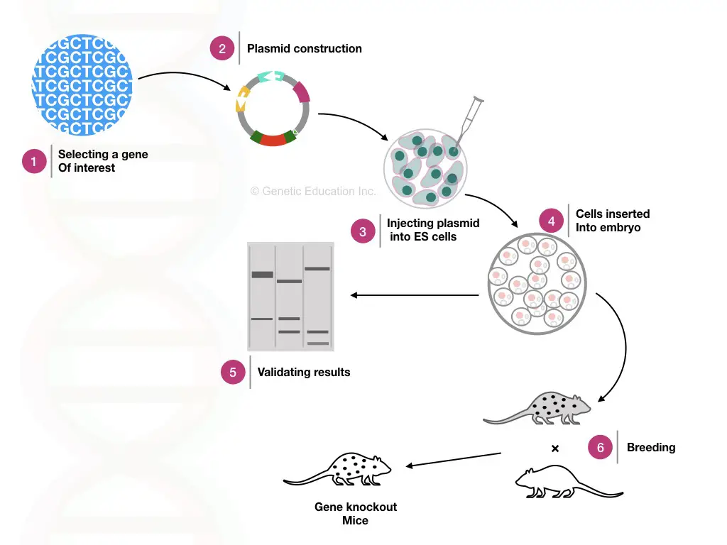 The entire process of gene knockout.