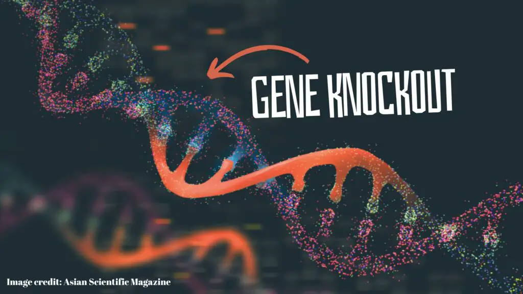 Gene knockout: steps, methods and applications.