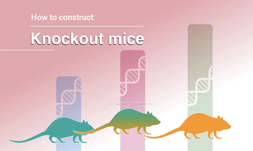 How To Construct Knockout Mice? A Stepwise Guide 