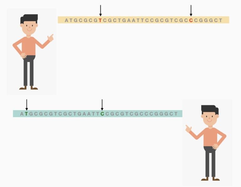 Do identical twins have the same dna 