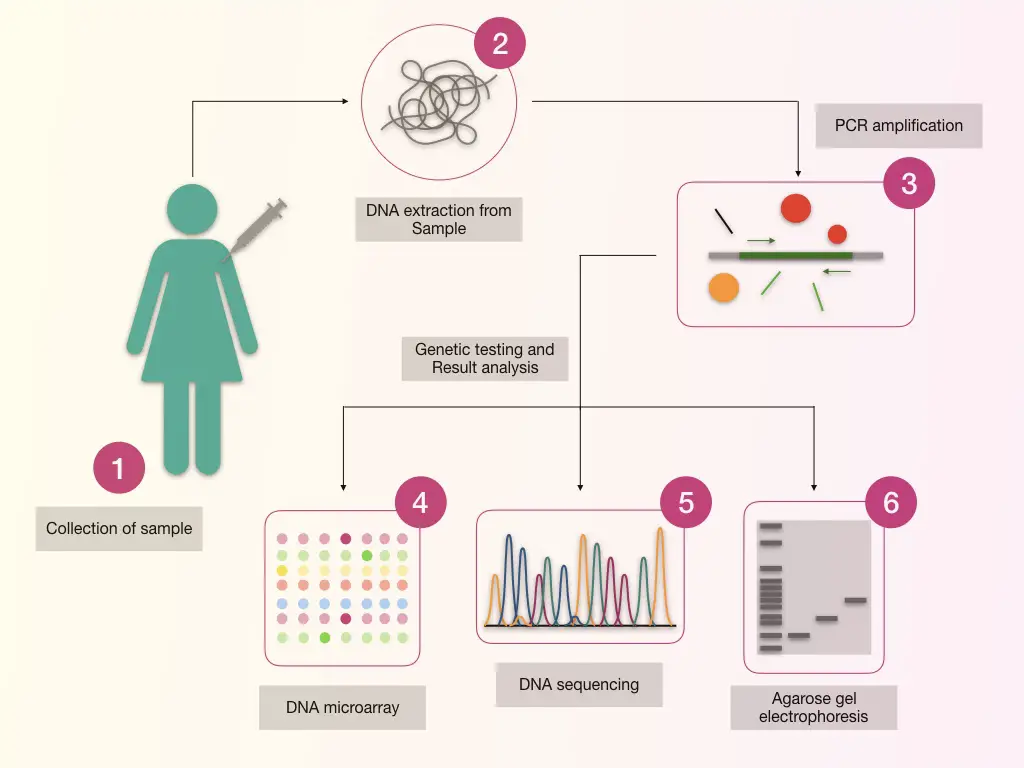 cancer genetic testing process. 