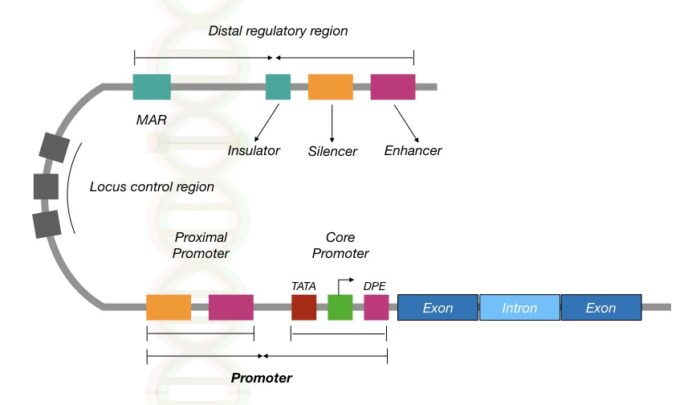 what-is-a-gene-definition-structure-and-function