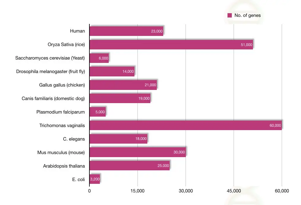 Different number of genes in different organisms.