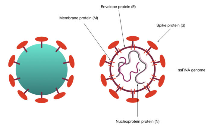 Novel Coronavirus (COVID-19)- Structure, Genome and Testing – Genetic ...