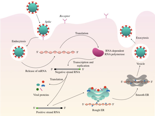 Novel Coronavirus (covid-19)- Structure, Genome And Testing – Genetic 