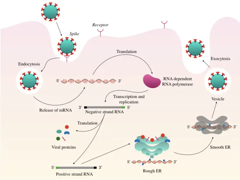 Novel Coronavirus (COVID-19)- Structure, Genome And Testing – Genetic ...