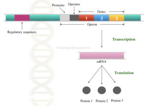 trp & lac Operon and Gene Regulation in Bacteria – Genetic Education