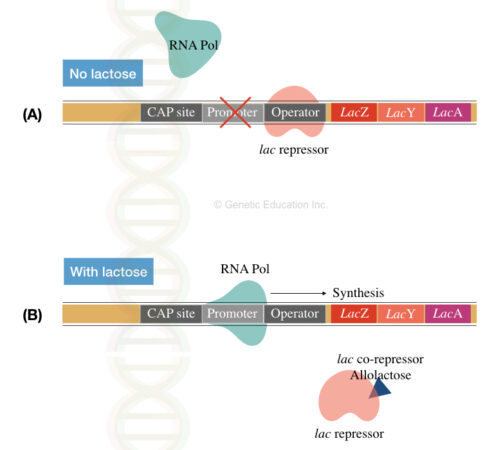 trp & lac Operon and Gene Regulation in Bacteria – Genetic Education