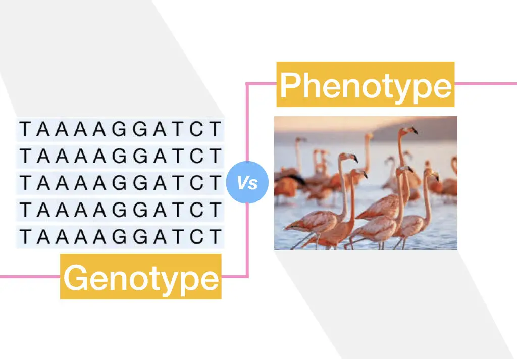 Genotype vs phenotype