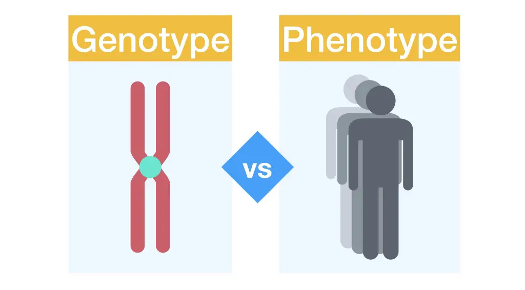 Differences between genotype and phenotype 