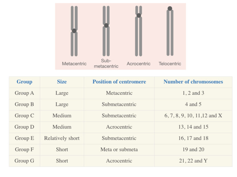 Karyotyping: Definition, Steps, Procedure And Applications – Genetic ...