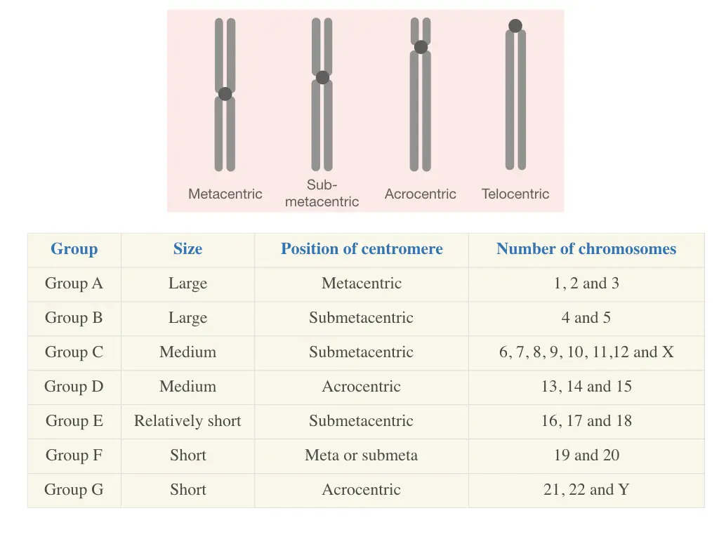 The chart of various categories of human chromosomes based on their centromere location. 