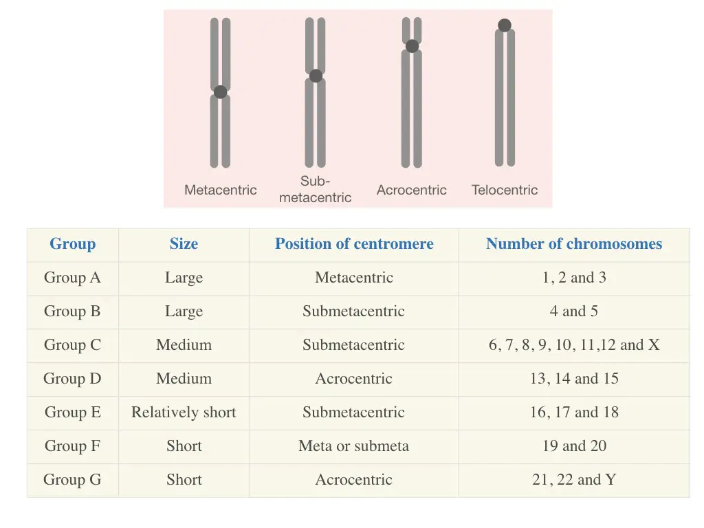 The chart of various categories of human chromosomes based on their centromere location.