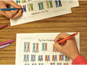 Karyotyping: Definition, Steps, Procedure And Applications – Genetic ...