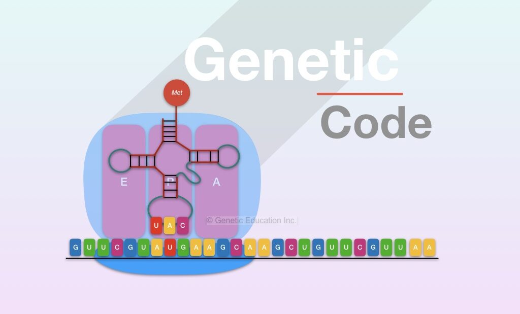 Genetic Education