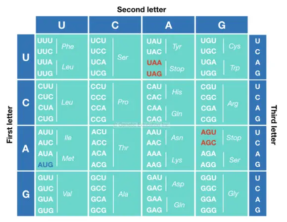 What is The Genetic Code?- Definition, Properties, Chart and Table ...