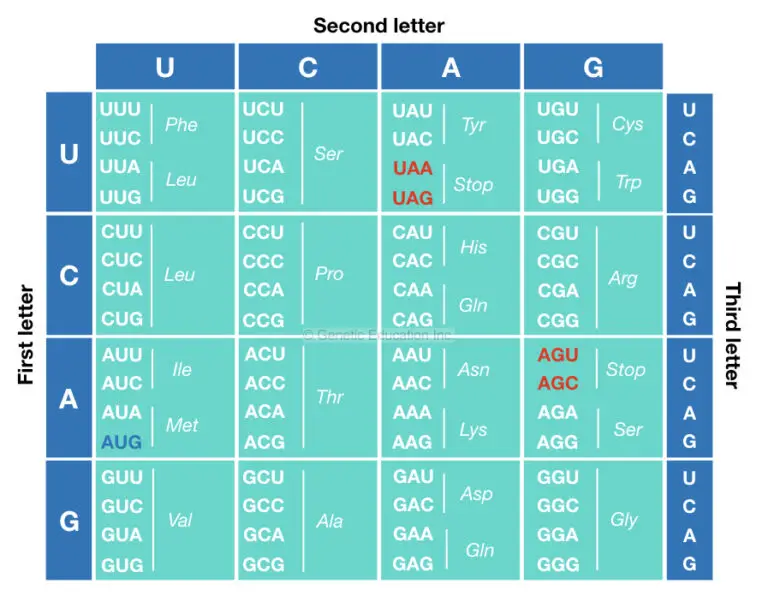 what-is-the-genetic-code-definition-properties-chart-and-table-genetic-education