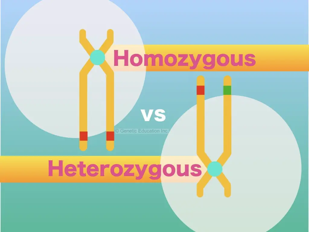 Homozygous vs heterozygous