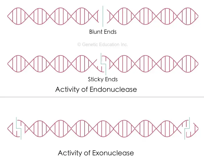 Differences between endonuclease vs exonuclease