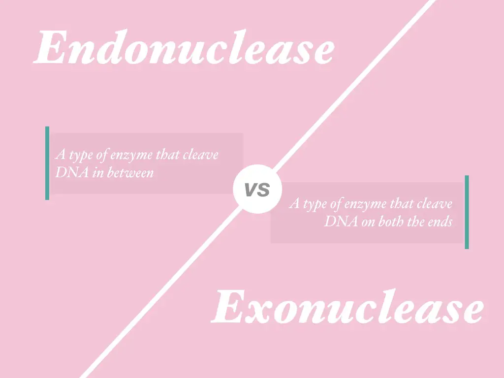 Difference between endonuclease vs exonuclease